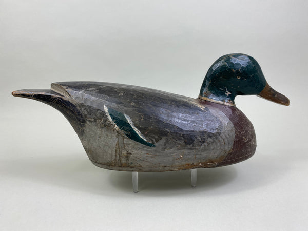 Percy Bicknell Mallard Drake (#7951)
