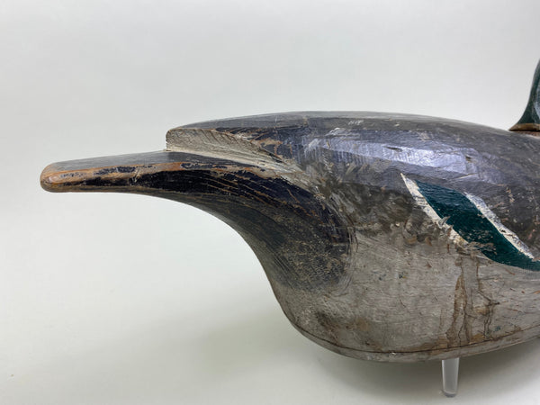 Percy Bicknell Mallard Drake (#7951)