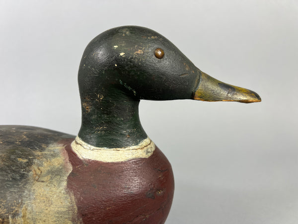 Unknown Early Illinois River Mallard Drake, Circa 1920’s (#181)