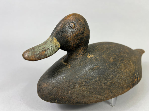 Unknown Canadian Blue Bill Drake (#5226)