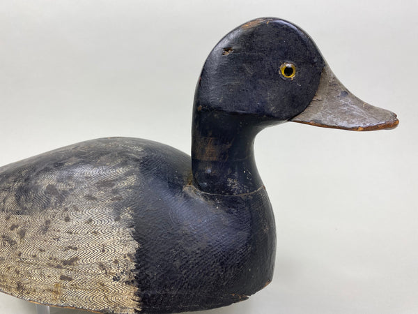 William Clark Bluebill (#8004)