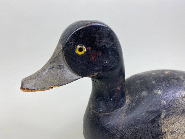 William Clark Bluebill (#8004)