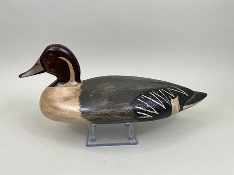 George Sibley Pintail Drake, Circa 1900's (#8012)
