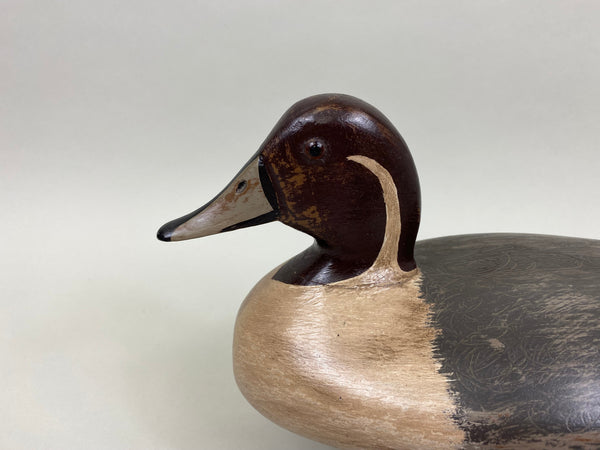 George Sibley Pintail Drake, Circa 1900's (#8012)