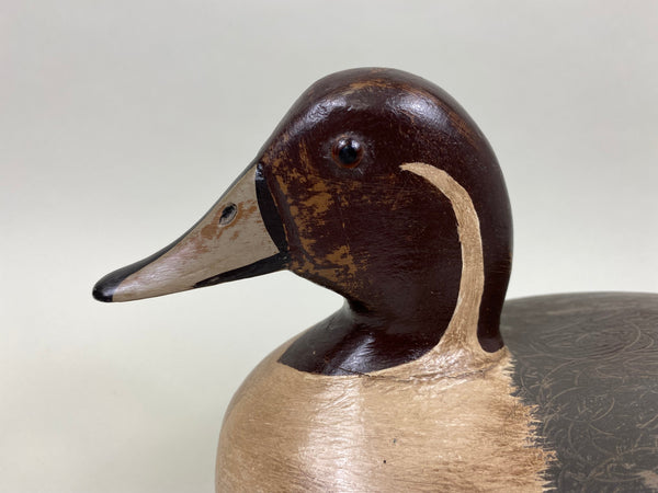 George Sibley Pintail Drake, Circa 1900's (#8012)