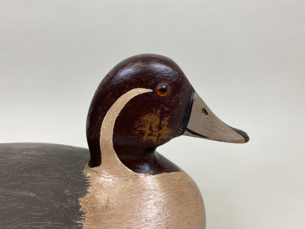 George Sibley Pintail Drake, Circa 1900's (#8012)