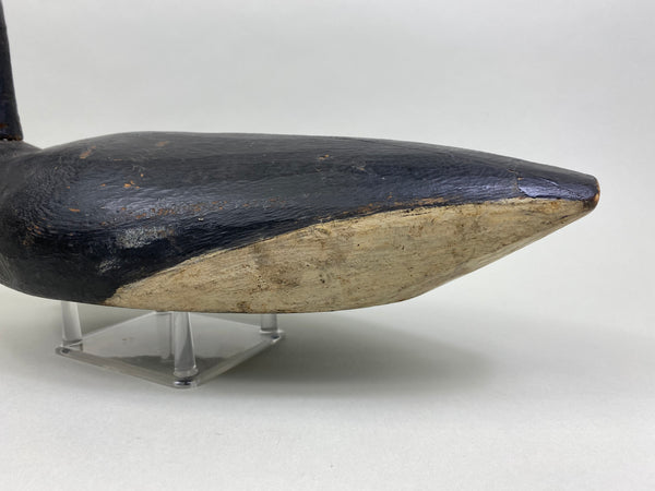 Early East Coast Brant (#8041)