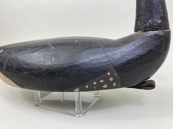 Early East Coast Brant (#8041)