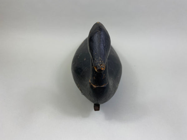 Early East Coast Brant (#8041)