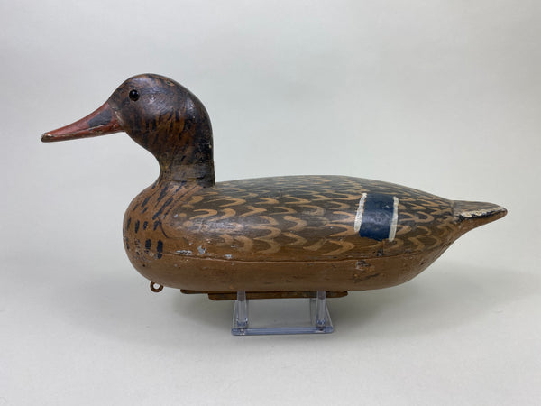 William Shaw Mallard Hen (#8063)
