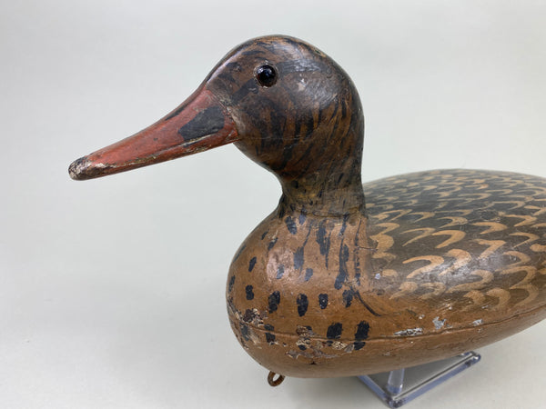 William Shaw Mallard Hen (#8063)