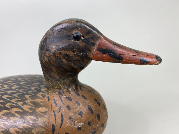William Shaw Mallard Hen (#8063)