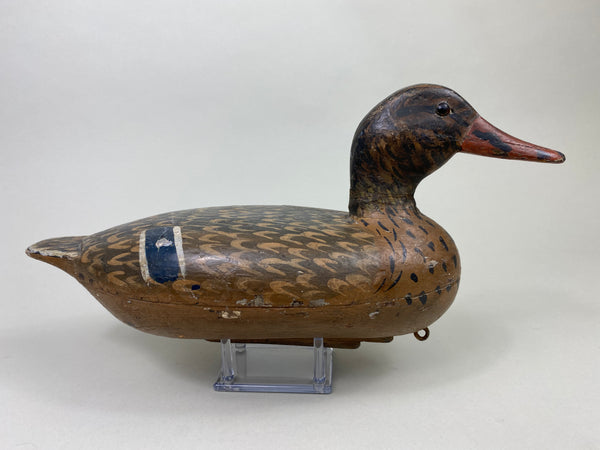 William Shaw Mallard Hen (#8063)