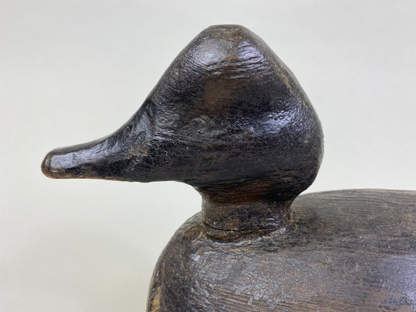 Unknown Wisconsin Goldeneye Hen (#8093)