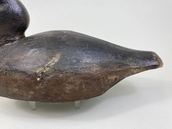 Unknown Wisconsin Goldeneye Hen (#8093)