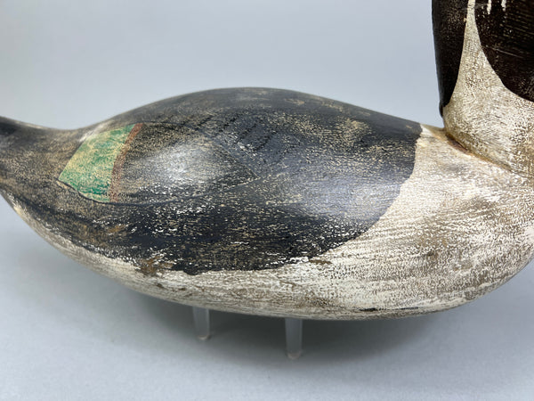 California Pintail (#4937)