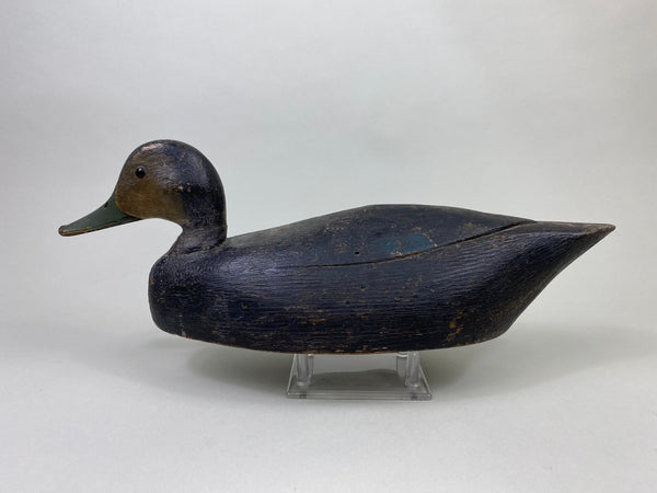 Ontario Black Duck, Circa 1930's (#8128)