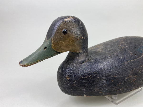 Ontario Black Duck, Circa 1930's (#8128)
