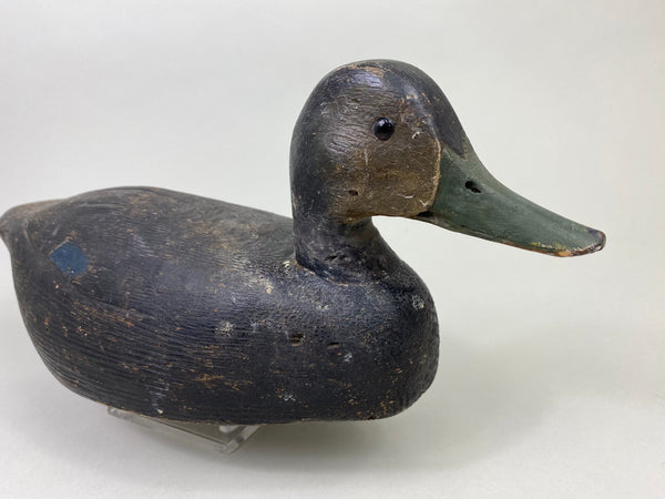 Ontario Black Duck, Circa 1930's (#8128)