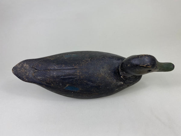 Ontario Black Duck, Circa 1930's (#8128)