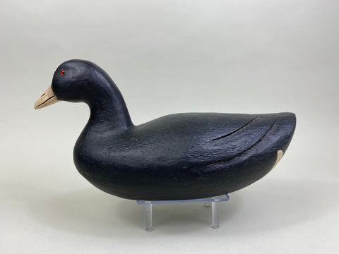 Dennis Edwards Coot / Mud Hen (#8138)