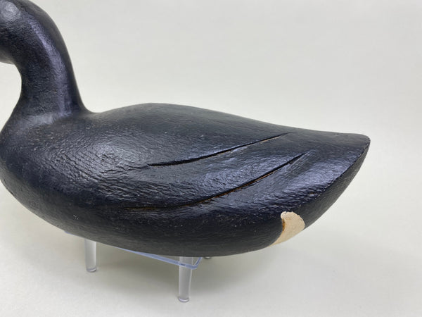 Dennis Edwards Coot / Mud Hen (#8138)