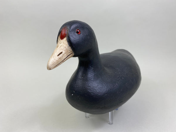Dennis Edwards Coot / Mud Hen (#8138)