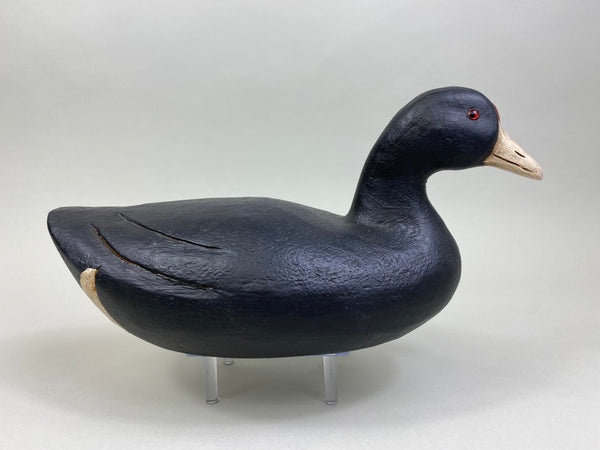 Dennis Edwards Coot / Mud Hen (#8138)