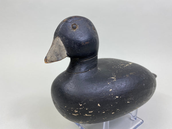 Lake Puckaway Coot - Mudhen, Circa 1930's (#8140)