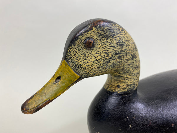 William Appleton Black Duck, Circa 1920's (#8177)