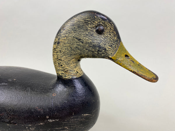 William Appleton Black Duck, Circa 1920's (#8177)
