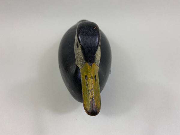 William Appleton Black Duck, Circa 1920's (#8177)