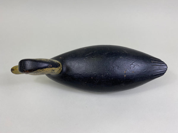 William Appleton Black Duck, Circa 1920's (#8177)