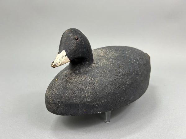 Herters Santa Marta Coot  (#1376)