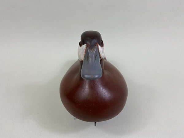 Unknown Ruddy Duck (#8259)