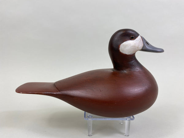 Unknown Ruddy Duck (#8259)