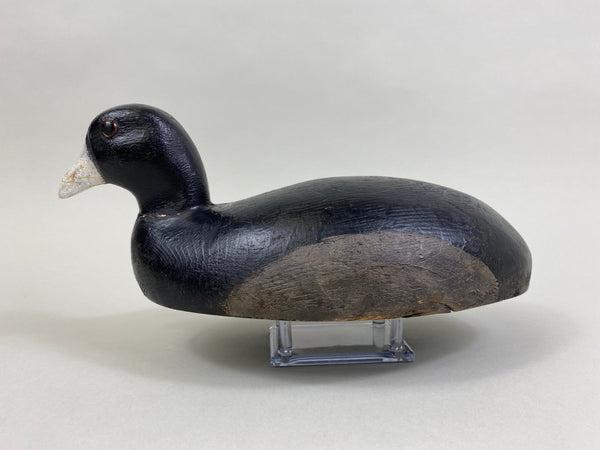 Michigan Coot Detroit River, Circa 1930's (#8302)