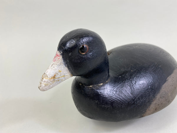 Michigan Coot Detroit River, Circa 1930's (#8302)