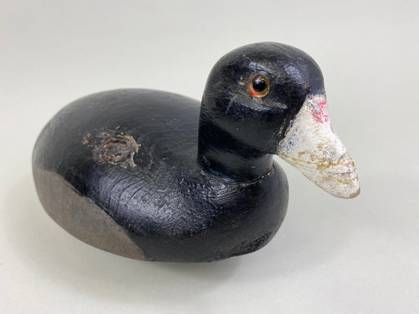 Michigan Coot Detroit River, Circa 1930's (#8302)