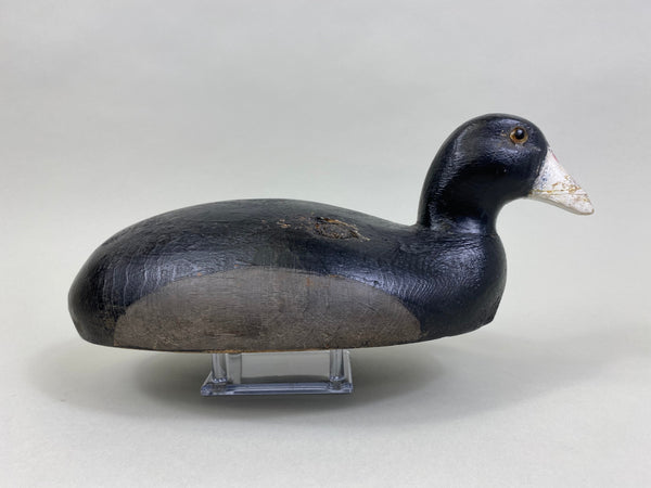 Michigan Coot Detroit River, Circa 1930's (#8302)