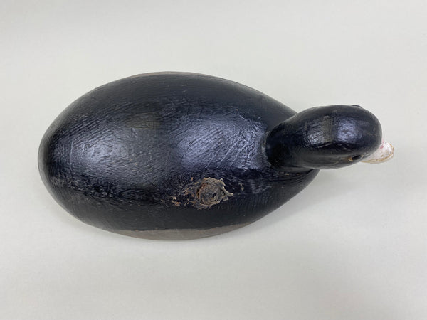 Michigan Coot Detroit River, Circa 1930's (#8302)