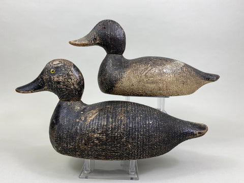 Evans Factory Competitive Grade Blue Bills, Original Paint (#8330)