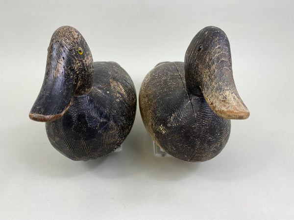 Evans Factory Competitive Grade Blue Bills, Original Paint (#8330)