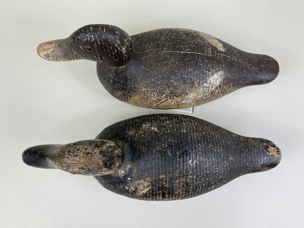 Evans Factory Competitive Grade Blue Bills, Original Paint (#8330)