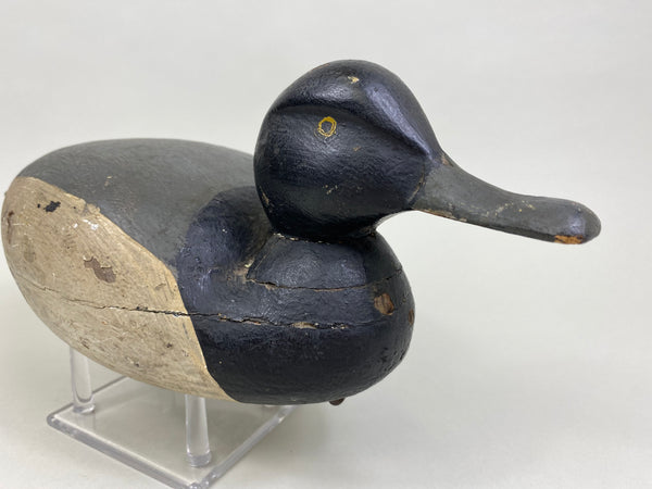 Unknown East Coast Bluebill (#8379)