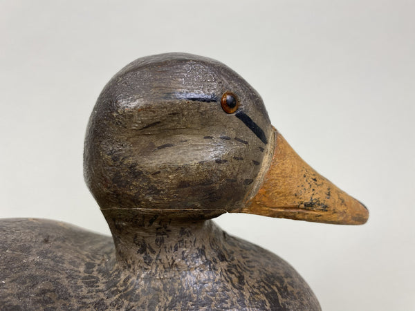 Carl Sattler Mallard Hen (#8434)