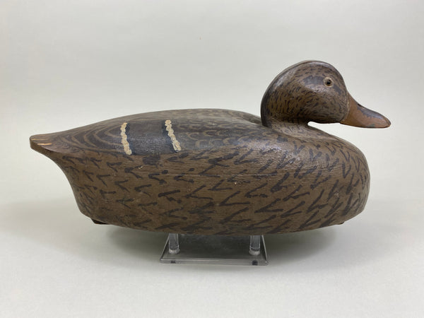 Clarence Jacobsgaard Mallard Hen (#8486)
