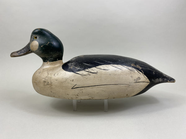 Golden-Eye Drake, Ward Bros. Influence (#8503)