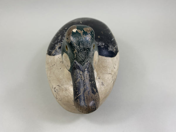 Golden-Eye Drake, Ward Bros. Influence (#8503)