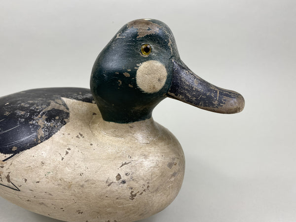 Golden-Eye Drake, Ward Bros. Influence (#8503)